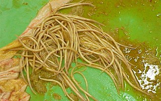 parasitas equinos