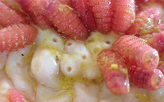 parasitas equinos