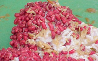 parasitas equinos