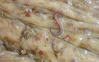 parasitas equinos