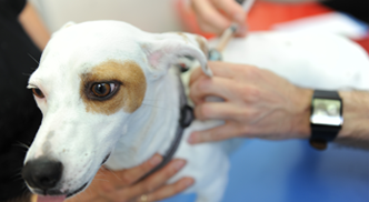 parvovirus.png