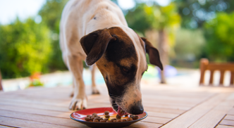 petfood.png