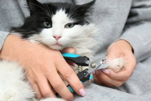 Gato a cortar as unhas_Habitos Bem-Estar_Conselhos.jpg