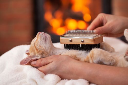 Gato a ser escovado_Habitos Bem-Estar_Conselhos.jpg
