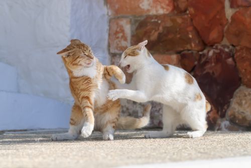 Gatos a lutar