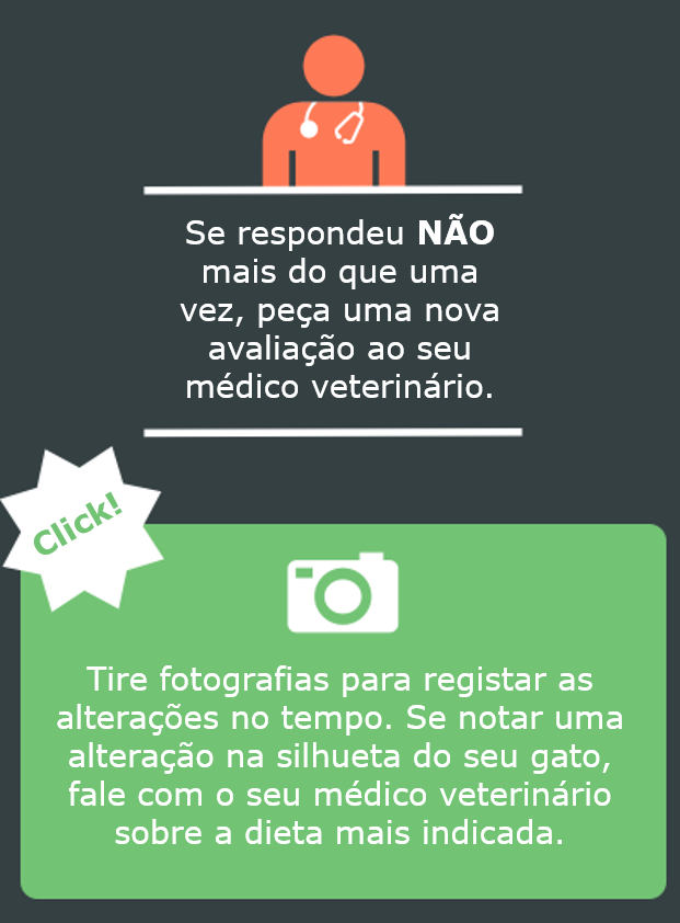 Fotos ao seu gato