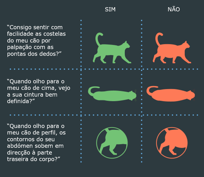 Condição corporal gato_gráfico.png