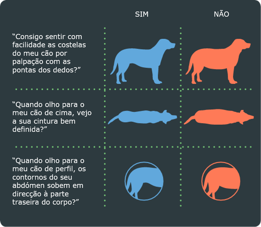 Condição corporal Cão.png