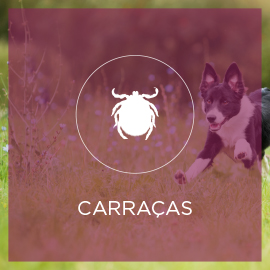 carracas.jpg