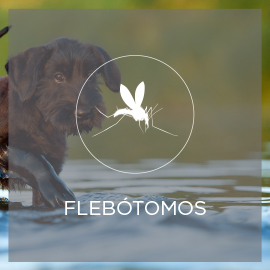 flebotomos.jpg