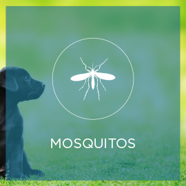mosquitos.jpg