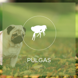 pulgas.jpg