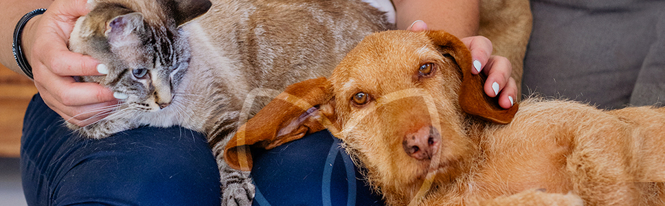 Teambiotics | Todos juntos para combater a resistência antibacteriana