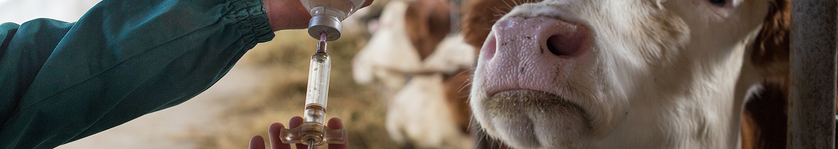 Veterinarian with injection for cows Veterinarian with injection for cows