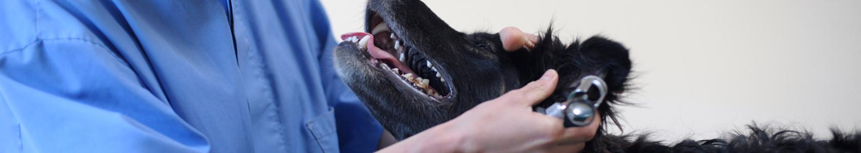 Cão com otite_banner 1680x300