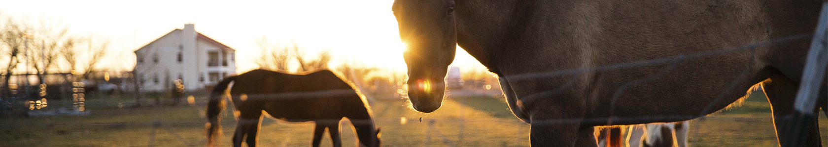 Como entender os sinais e o comportamento dos cavalos