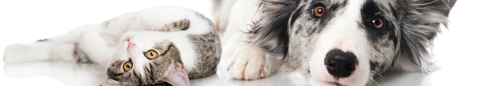 Border Collie e gato