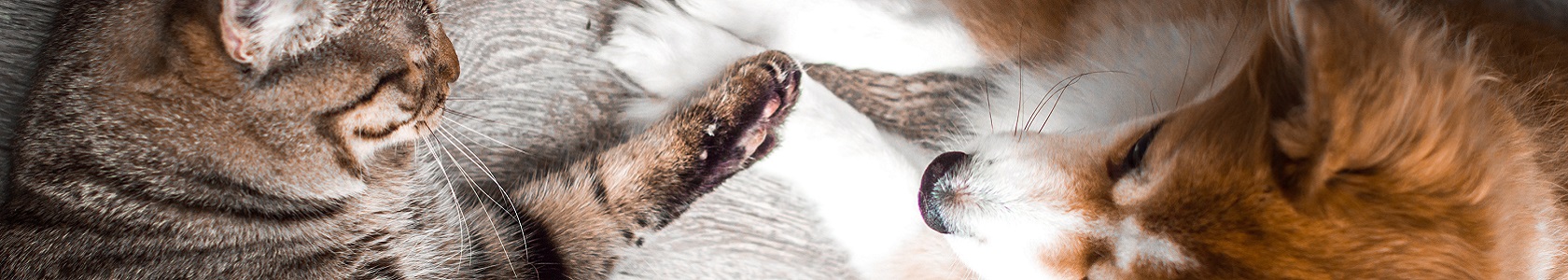 Cão e gato a brincar