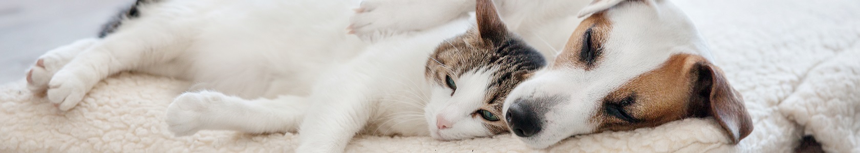 Cão e gato deitados I_1680x300