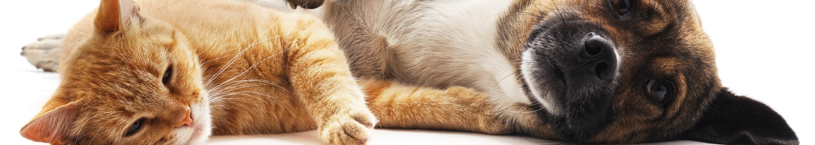 Cão e gato deitados_1680x300