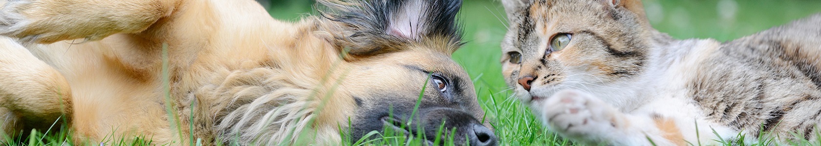 Cão e gato na relva