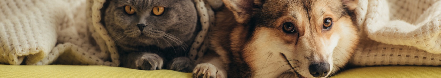 Cão e Gato no sofá