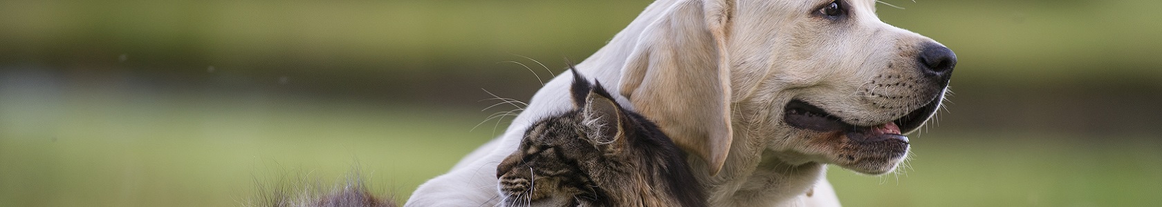 Cão e gato_1680x300