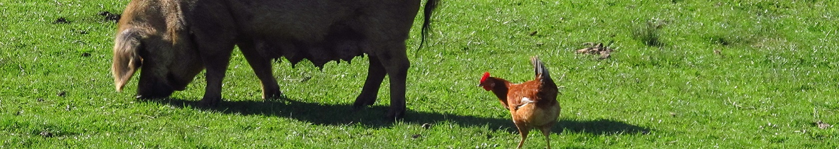 porco e galinha I_1680x300