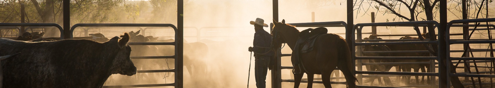 vaca e cavalo_1680x300