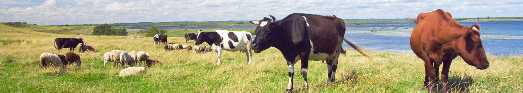 Vacas e ovelhas_1680x300