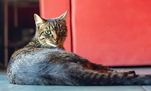 Problemas de pele no gato