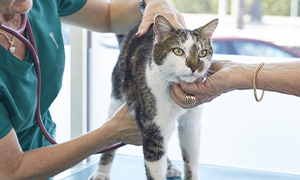 Hipertiroidismo no gato
