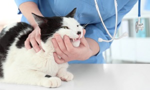 Problemas dentários em gatos
