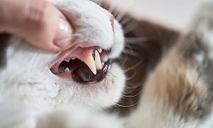 Higiene bucodentária do gato