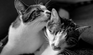 O que é a leucemia felina?