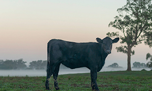 Antibióticos nos bovinos