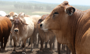 <i>Fasciola hepatica</i>