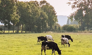 Moscas na exploração bovina