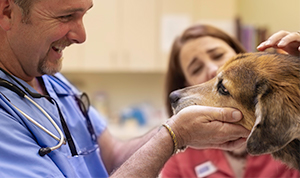 Vacinação do cão e do gato