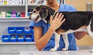 Doenças de pele no cão