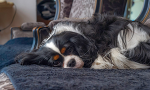 Doenças da próstata