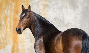 Cuidar da pele do cavalo
