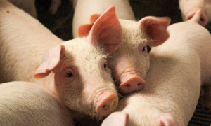 Anemia e desnutrição em leitões
