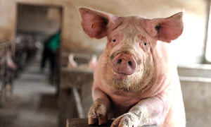 Complexo Respiratório Suíno