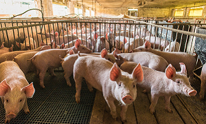 Doenças sistémicas em suínos