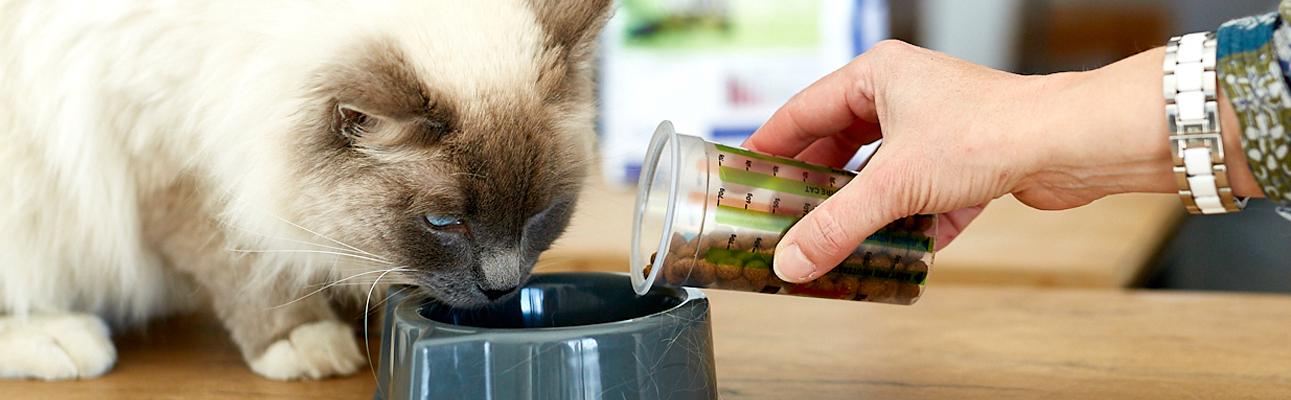 Cat eating from bowl