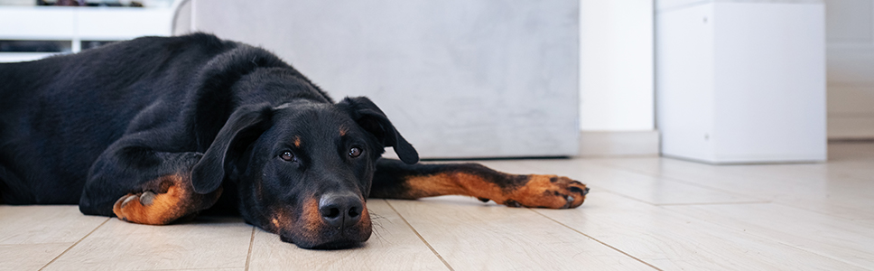 Doença de Cushing em Cães