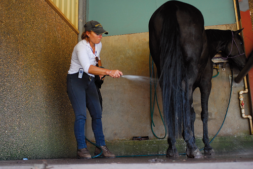 cavalo_lavagem.png