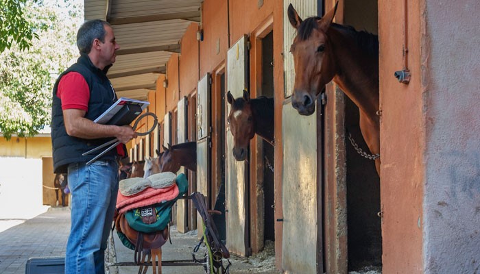 cavalo_parasitas externos.jpg