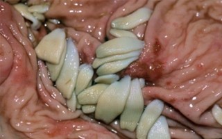 cavalos_parasitas IV.jpg